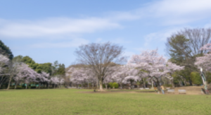 流山市総合運動公園の満開の桜と芝生広場の写真です。