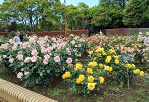 柏の葉公園内で開催されているバラ園のキレイな様々な色のバラの写真です。