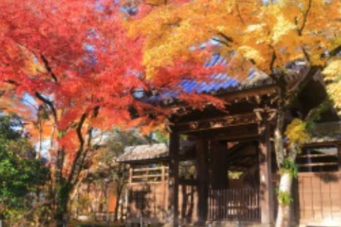松戸市北小金駅徒歩10分の本土寺の紅葉写真です。