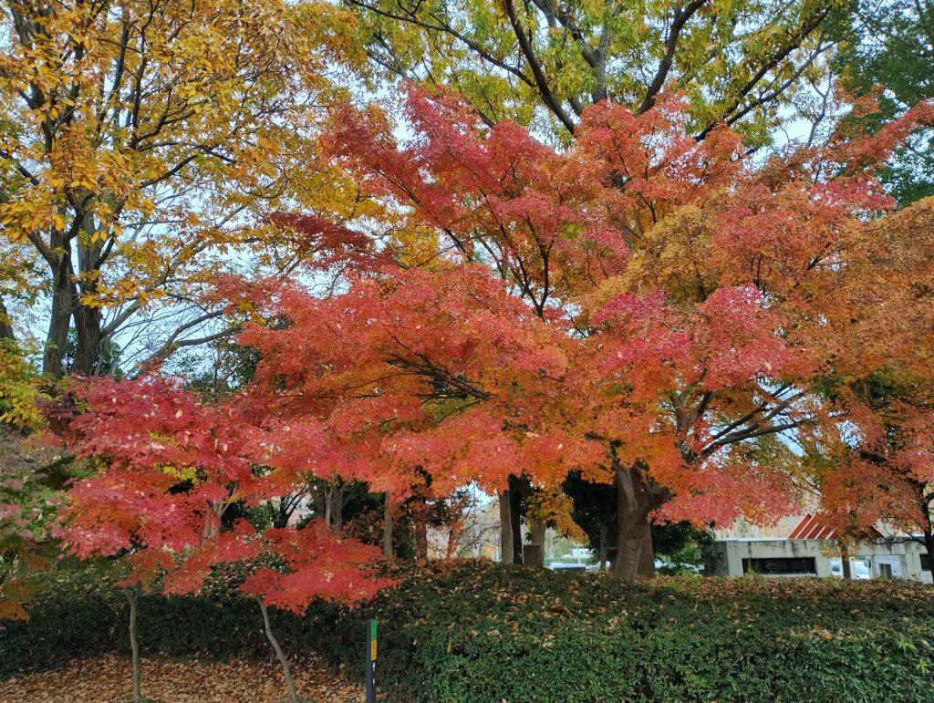 2025年11月下旬、柏の葉公園モミジの紅葉の写真です。