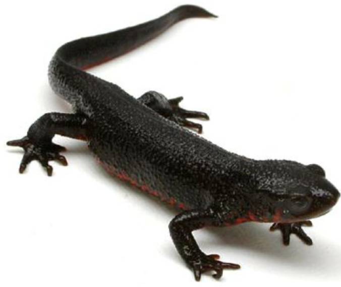 再生医療の実験対象となっているイモリのイメージ画像です。